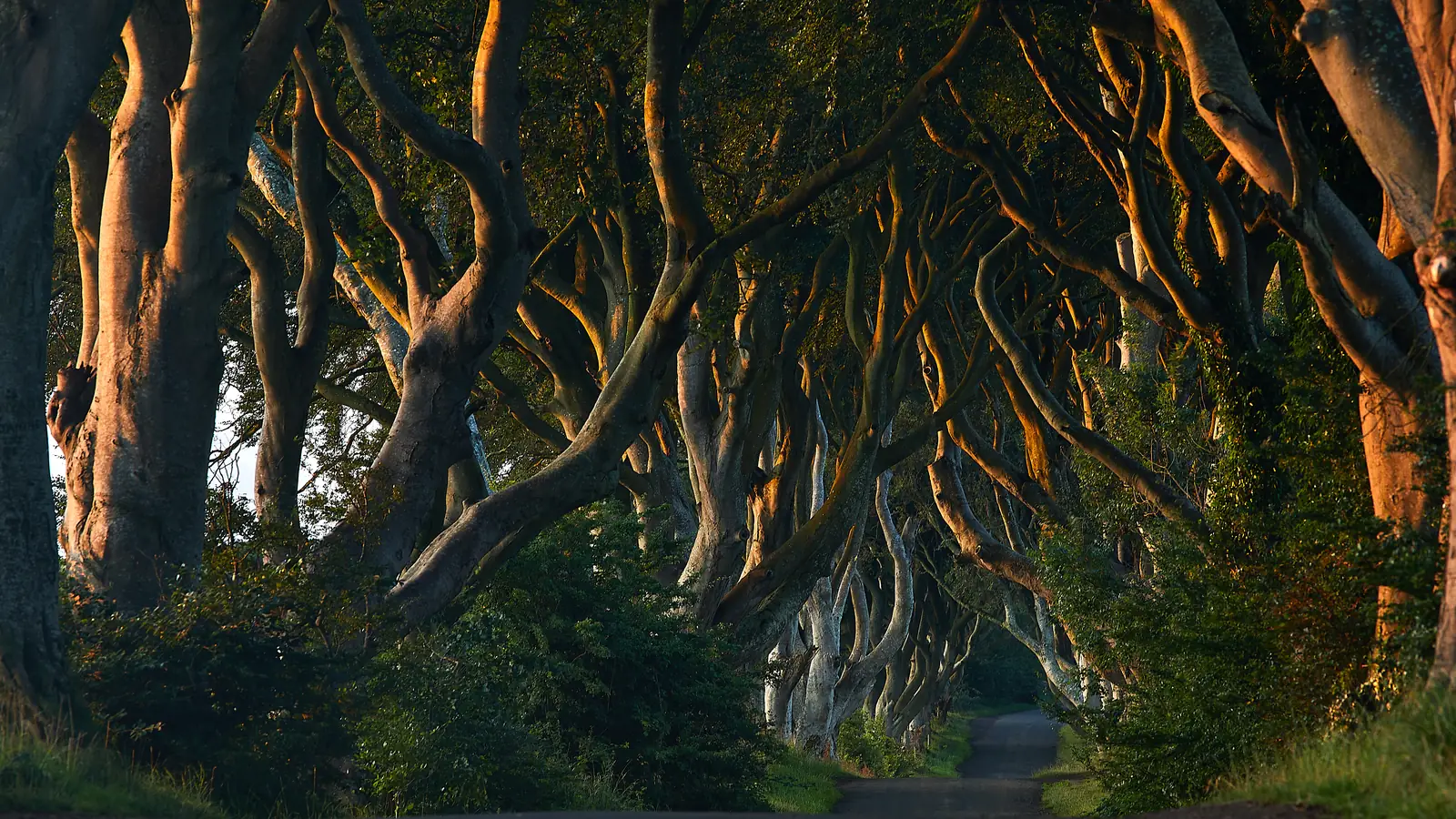 The Dark Hedges at sunset, County Antrim – the Kingsroad in Game of Thrones