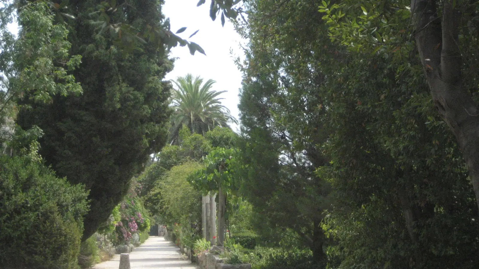 The avenue of Trsteno Arboretum – the gardens of the Red Keep in Game of Thrones