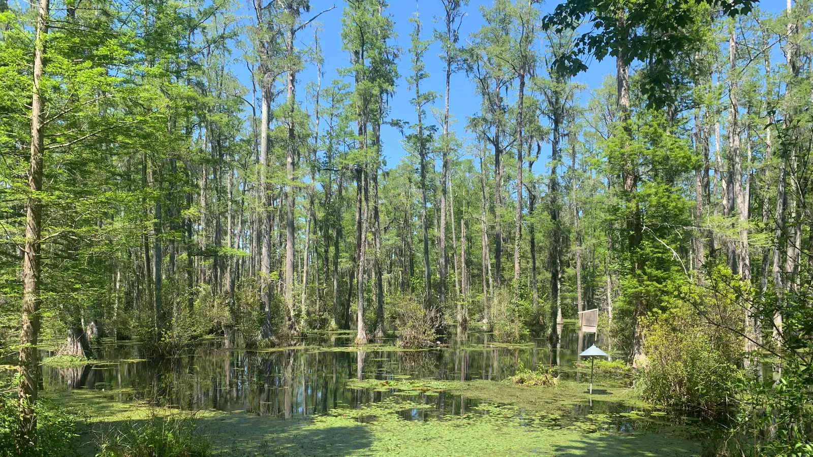 Bald cypresses standing in black water at Cypress Gardens with a flat rowing boat – the swamp the Pogues paddle through in season two.