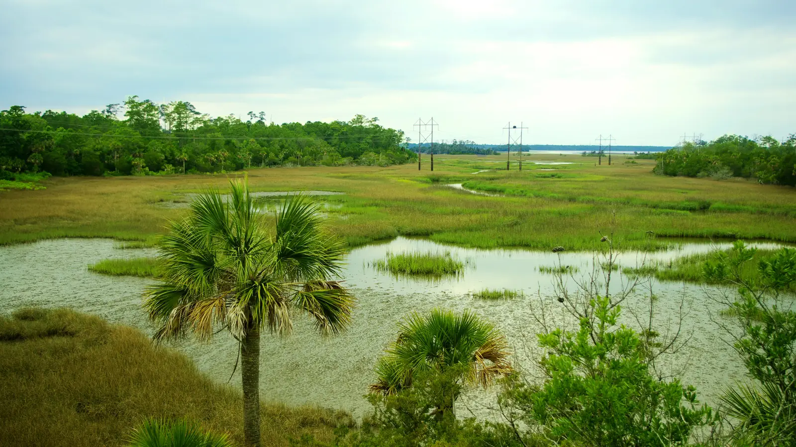 The wooden observation tower over the marsh in Palmetto Islands County Park – the Hawk's Nest where Topper pushes John B.