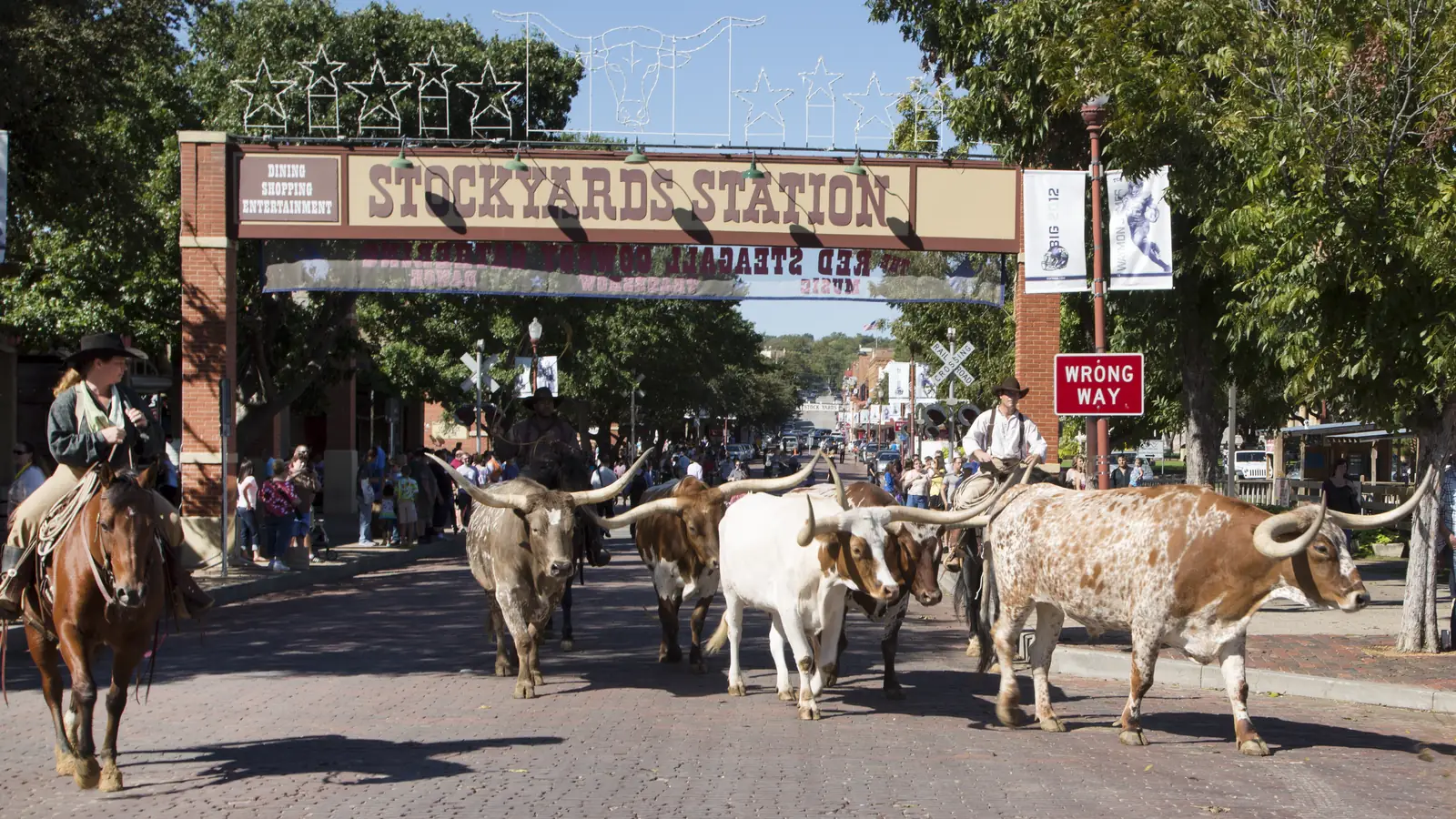 The daily cattle drive at the Fort Worth Stockyards, the Texas scenes of Yellowstone
